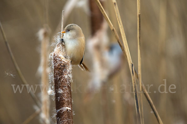 Bartmeise (Panurus biarmicus)