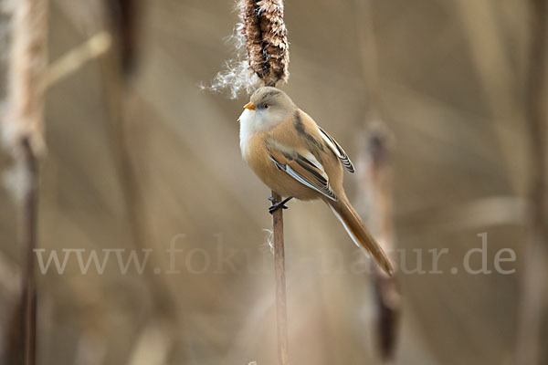 Bartmeise (Panurus biarmicus)