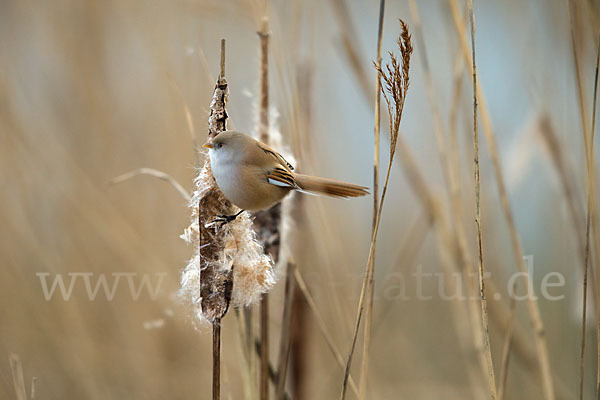 Bartmeise (Panurus biarmicus)