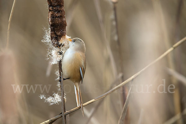 Bartmeise (Panurus biarmicus)