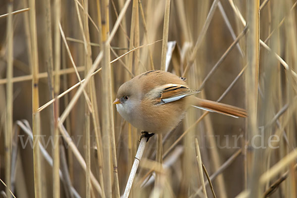 Bartmeise (Panurus biarmicus)