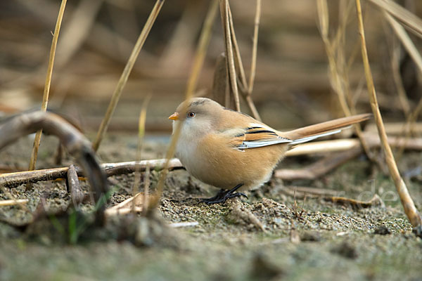 Bartmeise (Panurus biarmicus)