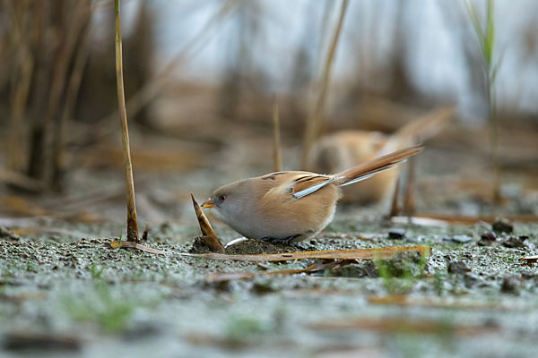 Bartmeise (Panurus biarmicus)