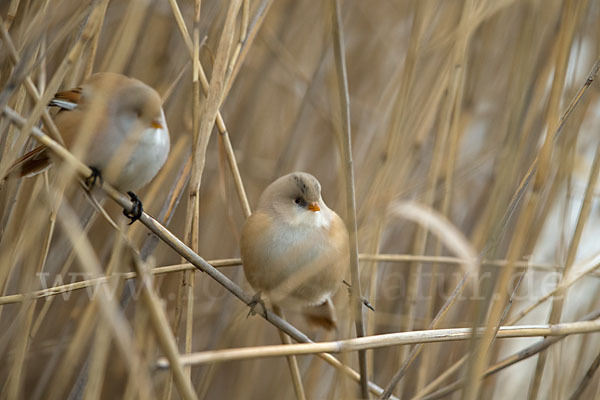 Bartmeise (Panurus biarmicus)