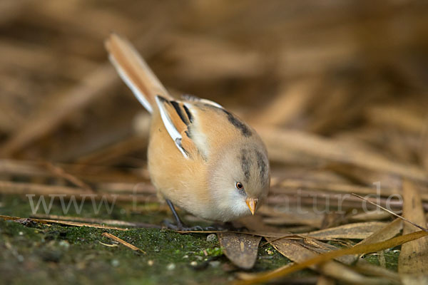 Bartmeise (Panurus biarmicus)