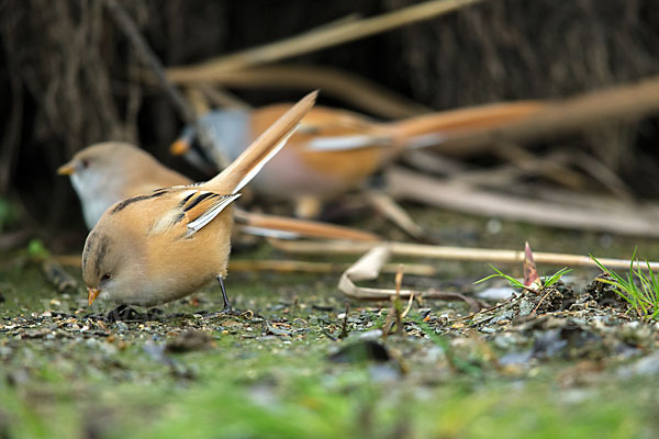 Bartmeise (Panurus biarmicus)