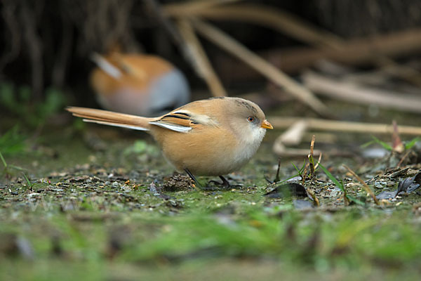 Bartmeise (Panurus biarmicus)