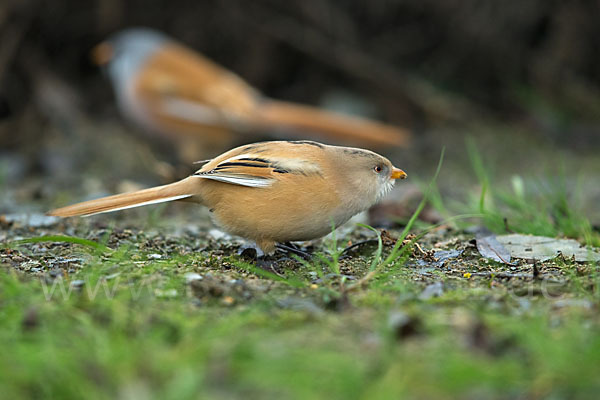 Bartmeise (Panurus biarmicus)