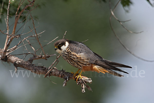 Baumfalke (Falco subbuteo)