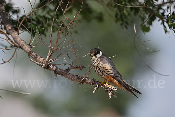 Baumfalke (Falco subbuteo)