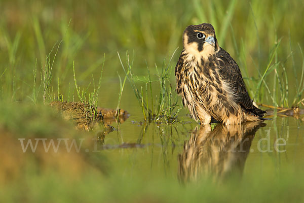 Baumfalke (Falco subbuteo)