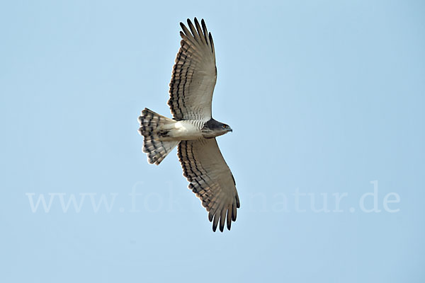 Beaudouin-Schlangenadler (Circaetus beaudouini)