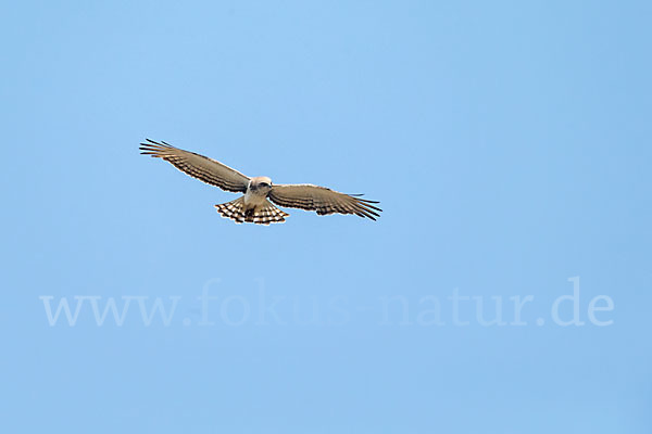 Beaudouin-Schlangenadler (Circaetus beaudouini)