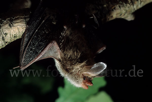 Bechsteinfledermaus (Myotis bechsteini)