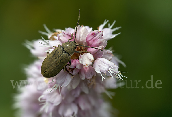 Behaarter Moorweichkäfer (Dascillus cervinus)