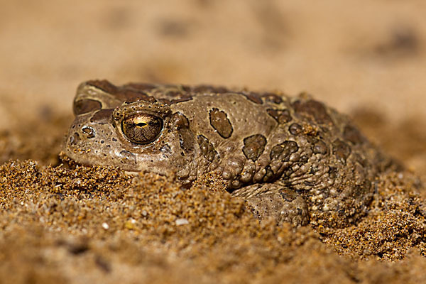 Berberkröte (Bufo mauritanicus)