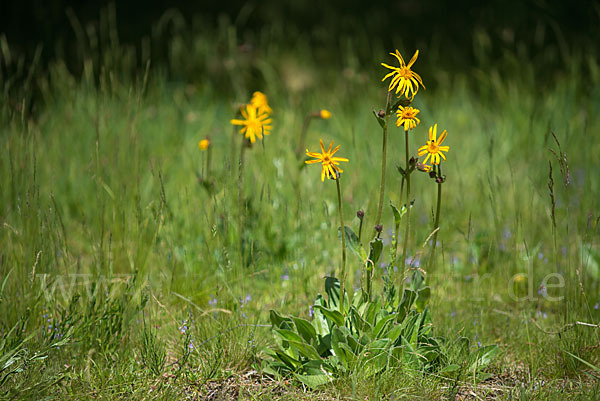 Berg-Wohlverleih (Arnica montana)