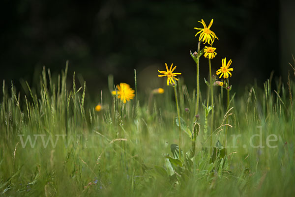 Berg-Wohlverleih (Arnica montana)