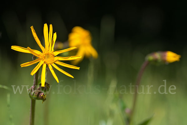 Berg-Wohlverleih (Arnica montana)