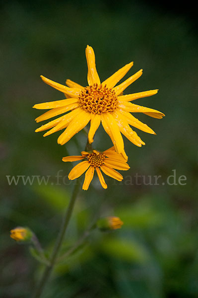 Berg-Wohlverleih (Arnica montana)