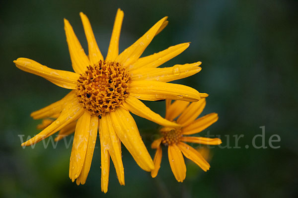 Berg-Wohlverleih (Arnica montana)