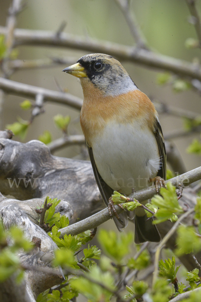 Bergfink (Fringilla montifringilla)