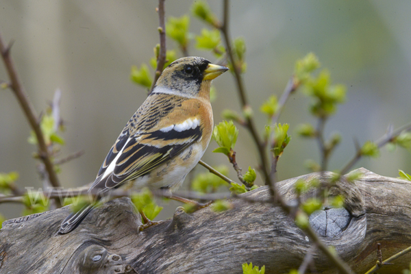 Bergfink (Fringilla montifringilla)