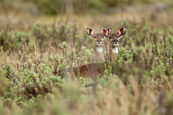 Bergnyala (Tragelaphus buxtoni)