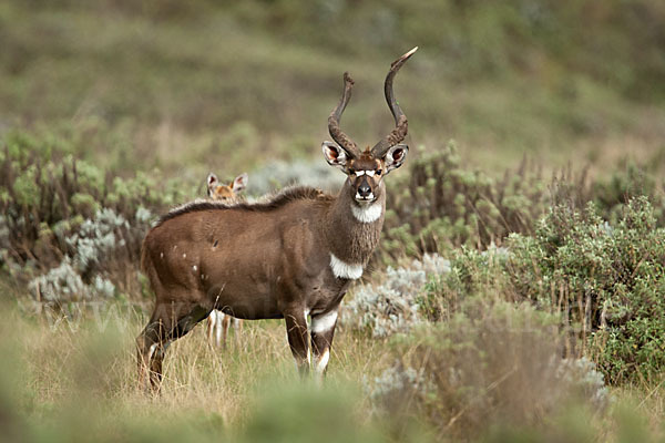 Bergnyala (Tragelaphus buxtoni)