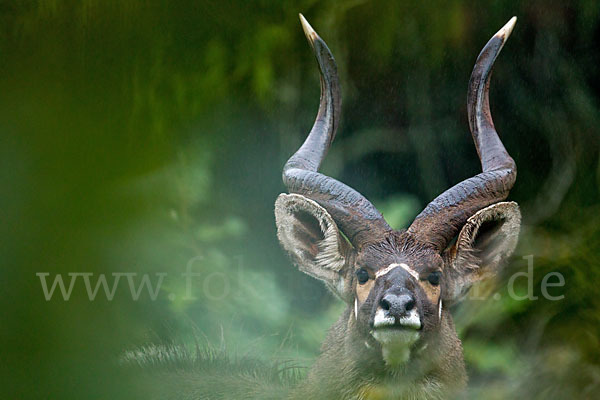 Bergnyala (Tragelaphus buxtoni)