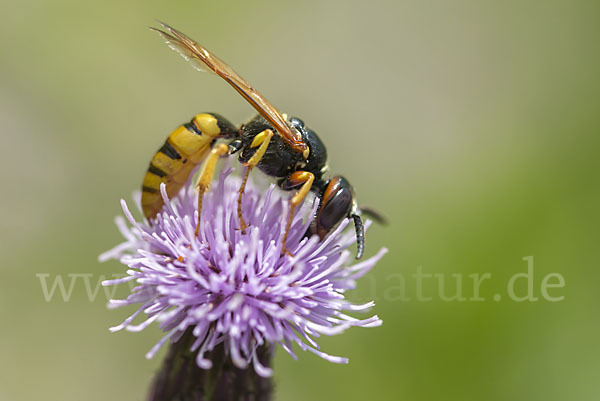 Bienenwolf (Philanthus triangulum)