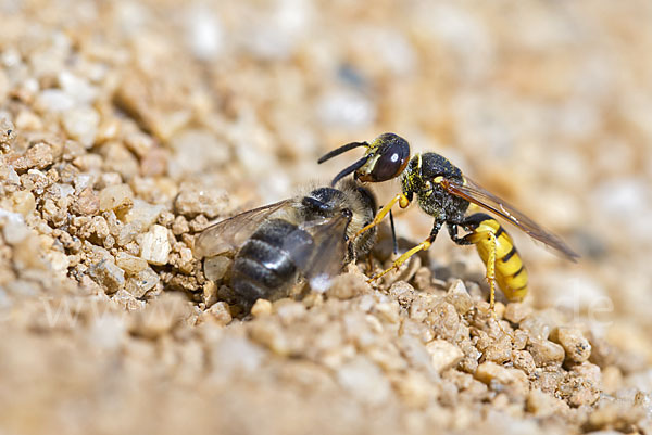 Bienenwolf (Philanthus triangulum)