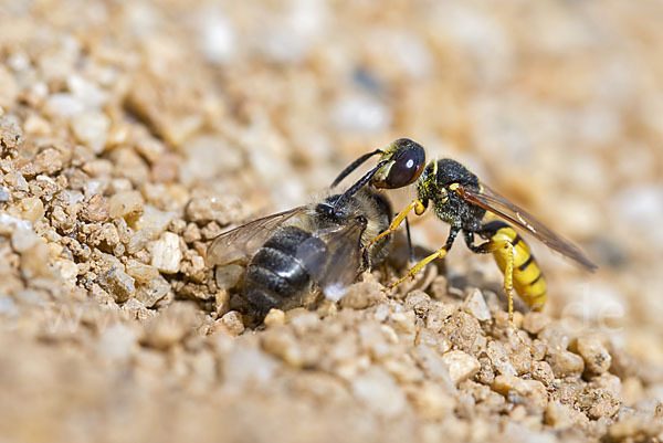 Bienenwolf (Philanthus triangulum)