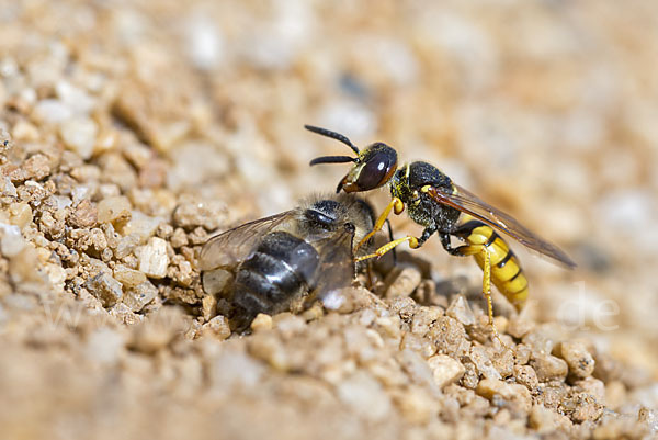 Bienenwolf (Philanthus triangulum)