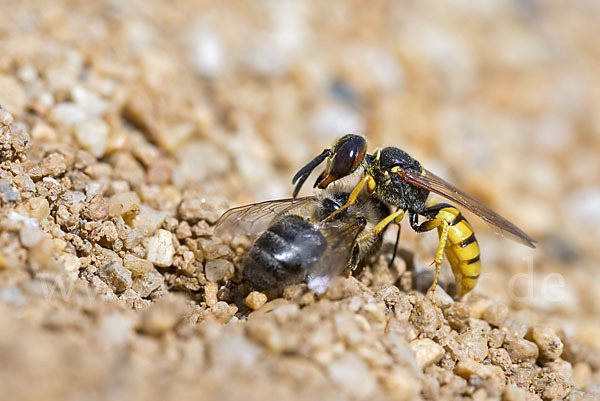 Bienenwolf (Philanthus triangulum)