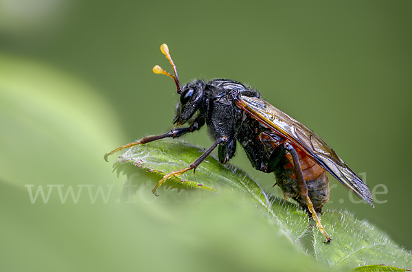 Birken-Keulenhornblattwespe (Cimbex femorata)