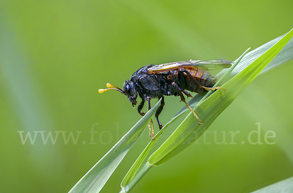 Birken-Keulenhornblattwespe (Cimbex femorata)