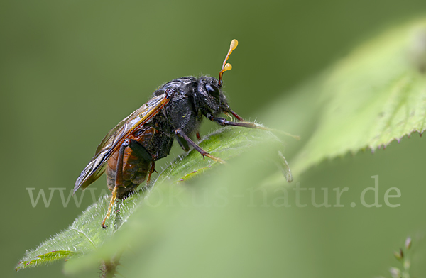 Birken-Keulenhornblattwespe (Cimbex femorata)