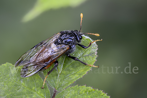 Birken-Keulenhornblattwespe (Cimbex femorata)