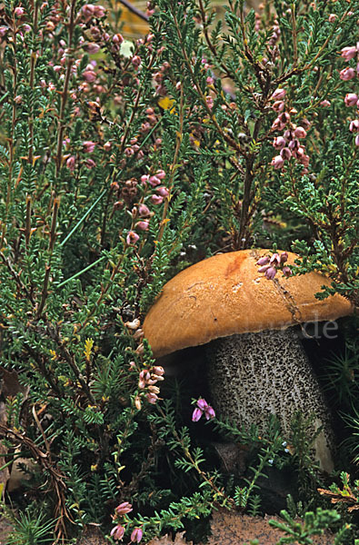 Birkenrotkappe (Leccinum testaceoscabrum)