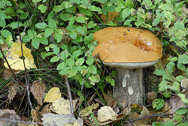 Birkenrotkappe (Leccinum testaceoscabrum)