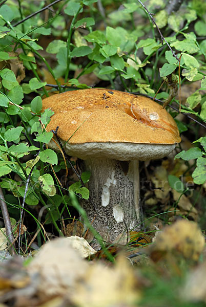 Birkenrotkappe (Leccinum testaceoscabrum)