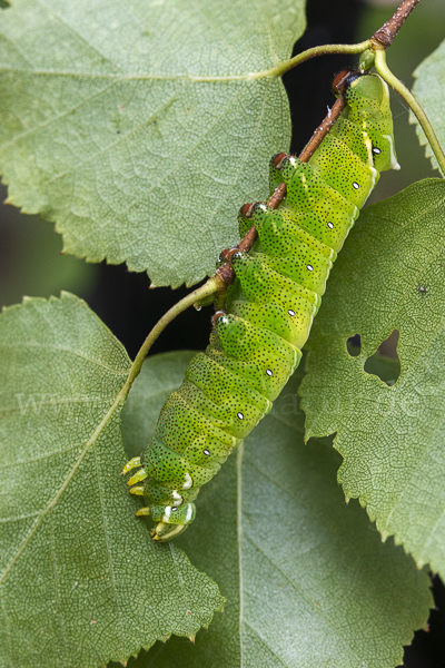 Birkenspinner (Endromis versicolora)