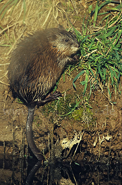 Bisamratte (Ondatra zibethicus)