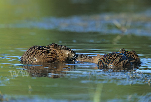 Bisamratte (Ondatra zibethicus)