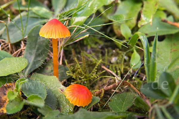 Bitterer Saftling (Hygrocybe mucronella)