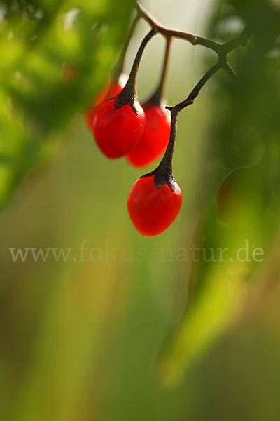 Bittersüßer Nachtschatten (Solanum dulcamara)