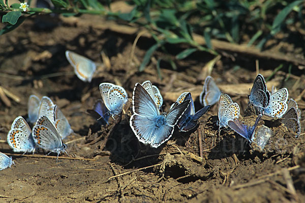 Bläulinge spec. (Lycaenidae spec.)