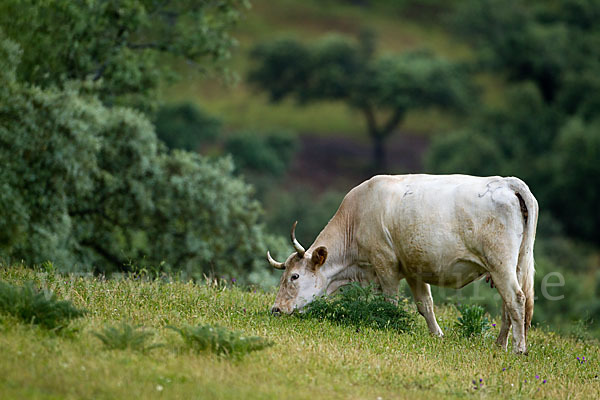 Blanca Cacerena (Bos taurus sspec.)