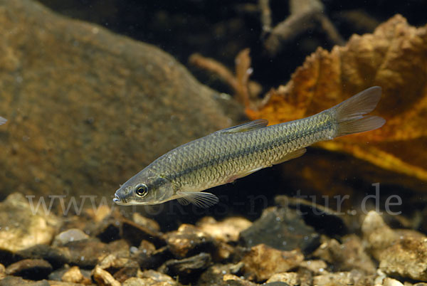 Blaubandbärbling (Pseudorasbora parva)